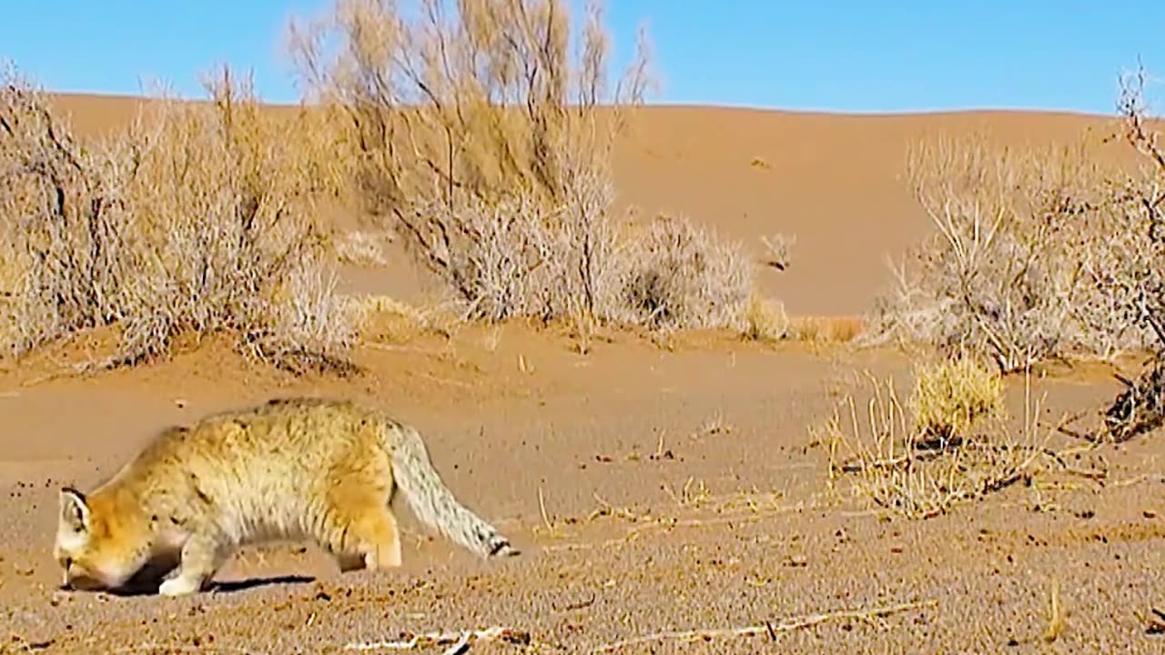 Sand cats are cute and fierce. The interesting world of animals!