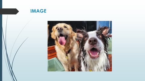 Best Dog Boarding in St Albans Park