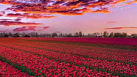 Fields of Vibrance 🌷🌅 | Sounds of Nature