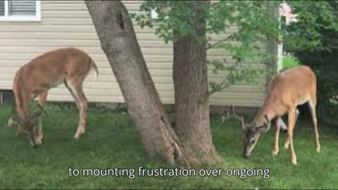 Livonia Considers Deer Cull to Address Overpopulation Issues