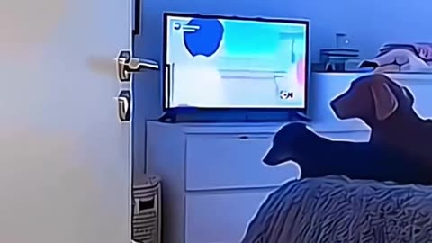 Funny animals