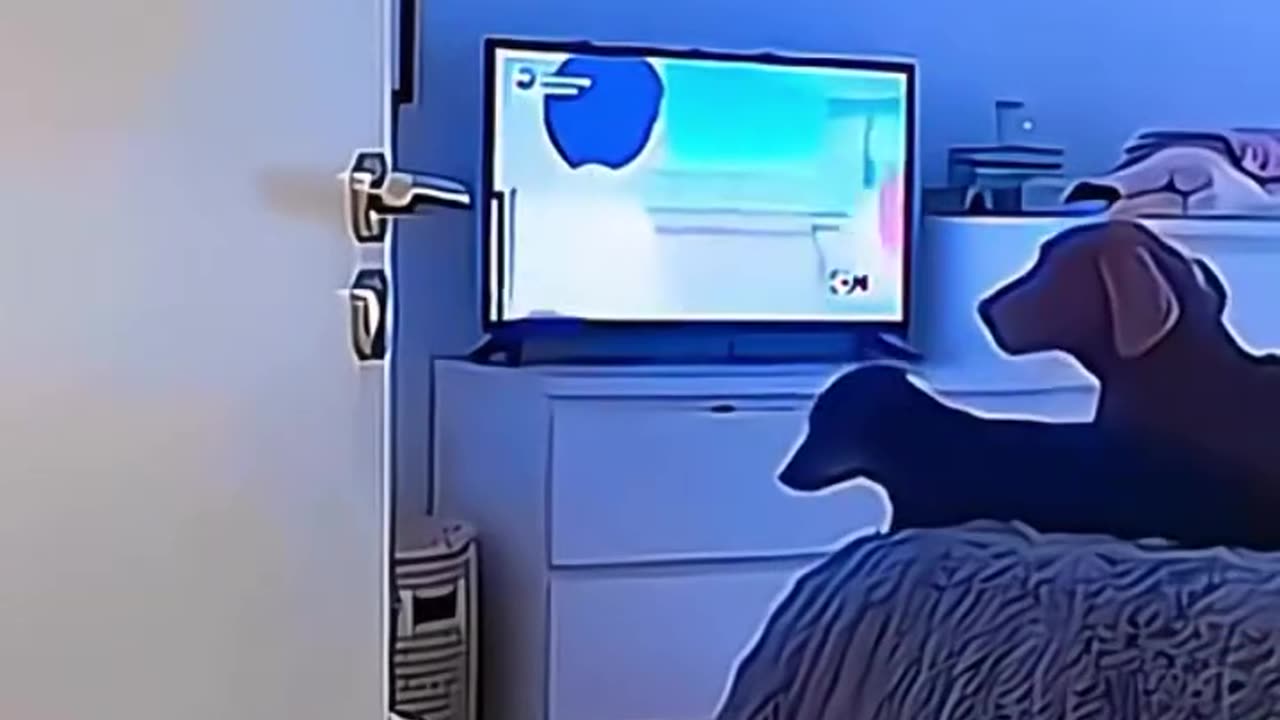 Funny animals