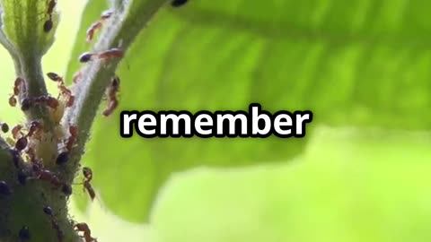 🐜 The Ant Farmers How Ants Herd Aphids Like Cattle 🐄🌿
