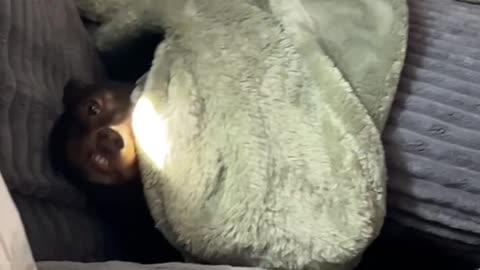 Teethy Dachshund Emerges From Blankets