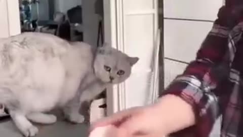 funny cat