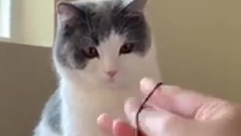 Funny Cat 👻😍