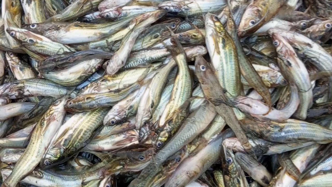 What is fish