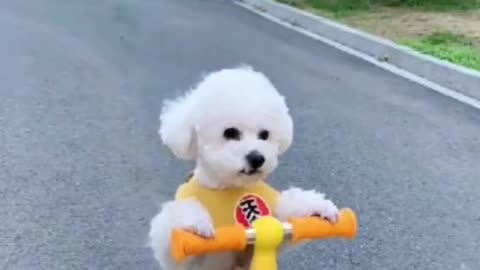 My Driving Skills Are OK 😂🐩 Poodle Rides a Scooter!