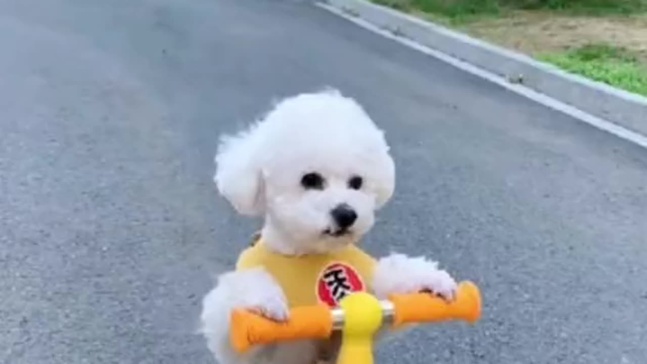 My Driving Skills Are OK 😂🐩 Poodle Rides a Scooter!