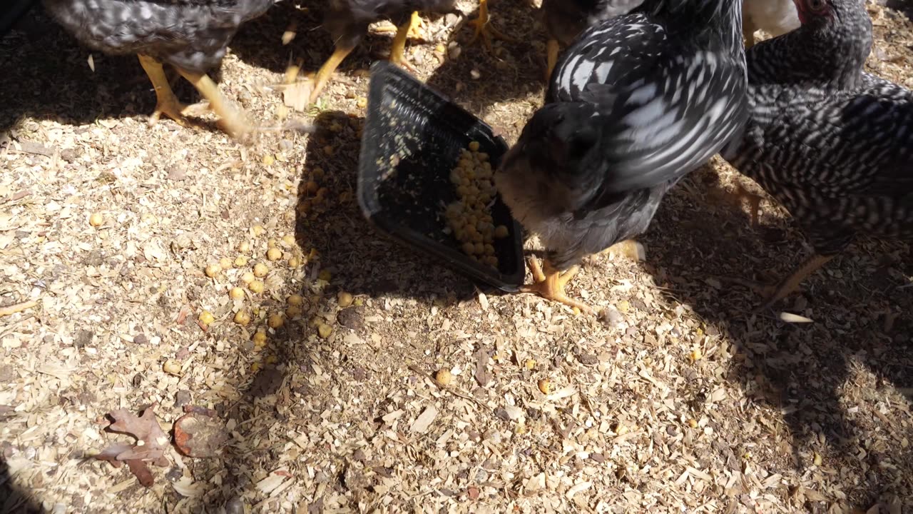 How many chick peas could a chick chow if she chose to?