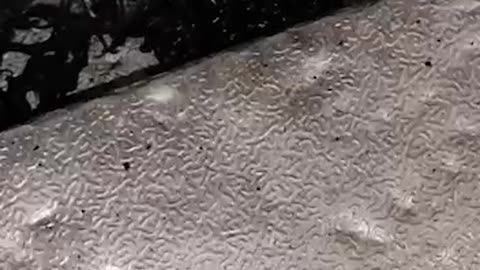 Alien part 2