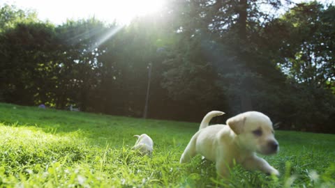 Hello! #happynewyear #cute #puppyvideos #puppy #happynewyear2026