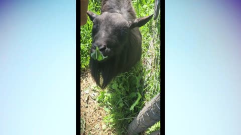 Meet Cider: King of the Barnyard