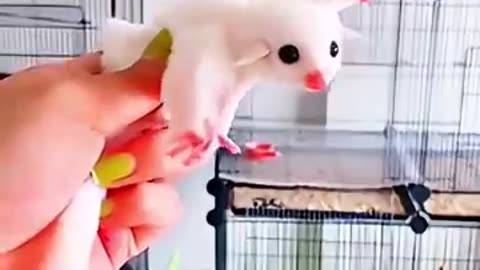 A couple rescued a newborn abandoned sugar glider and raised it by love