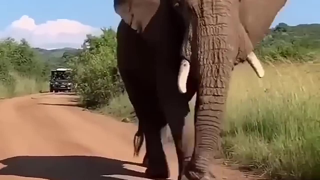Elephant 🐘