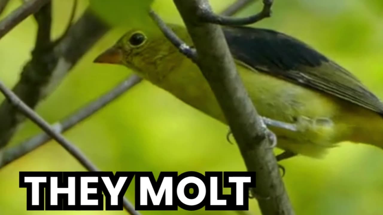 This Bird Changes Color to Survive – Meet the Scarlet Tanager! #animals #wildlife #birdwatching