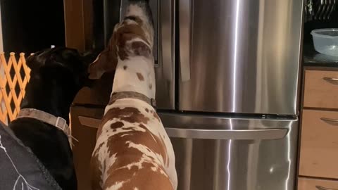 Great Danes Using the Ice Dispenser