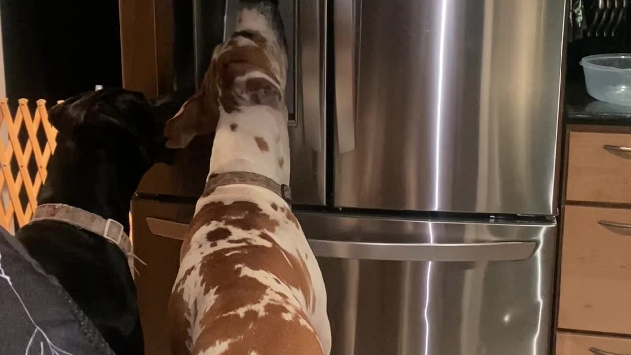 Great Danes Using the Ice Dispenser