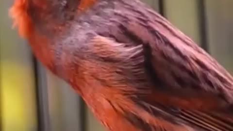 WATCH WITH SOUND!