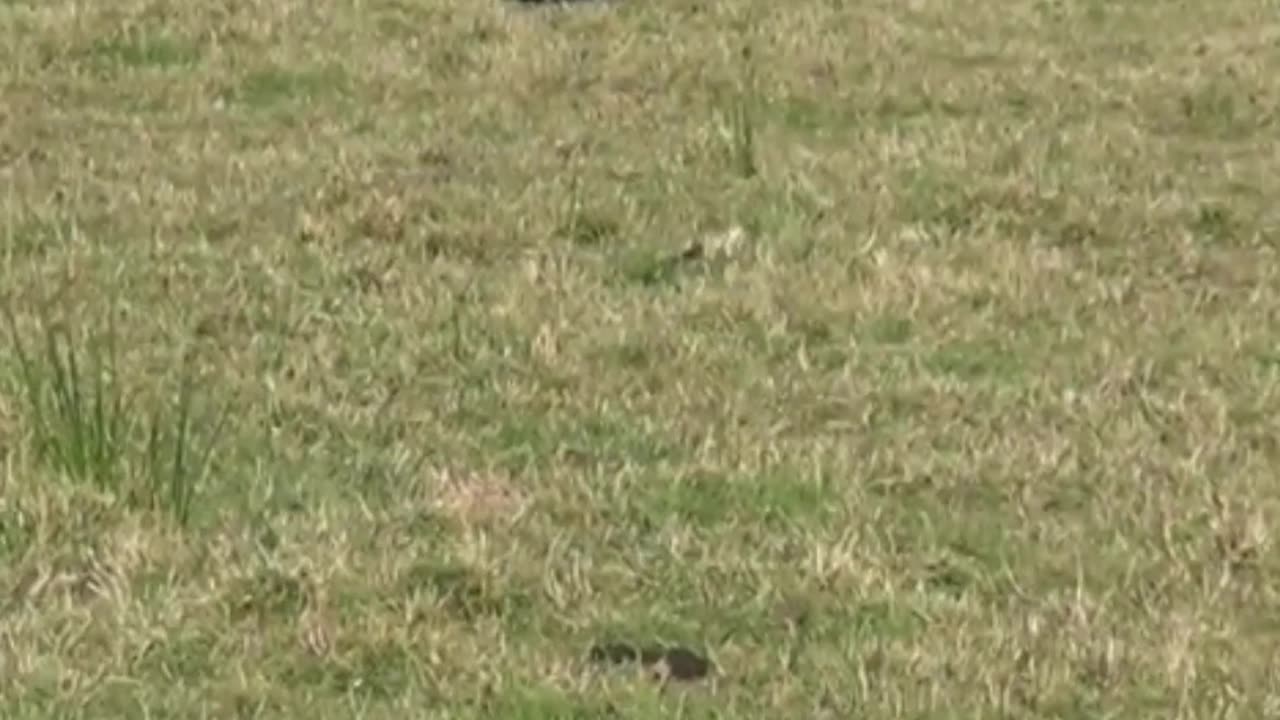cow