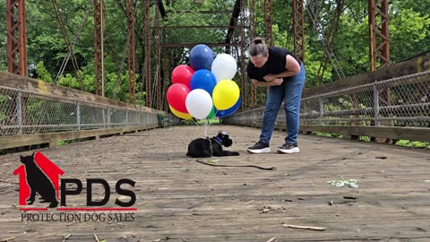 Giant Schnauzer puppy overcoming extreme distraction
