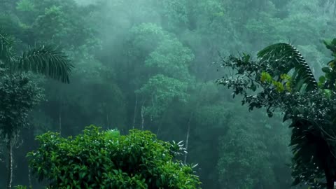 Top 10 Best Rain Sounds for Insomnia