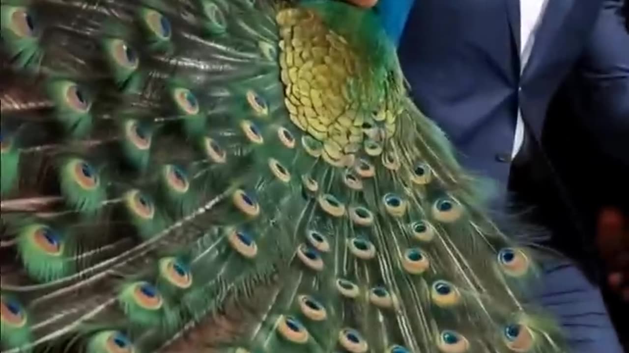 Dwayne Johnson with peacock magic
