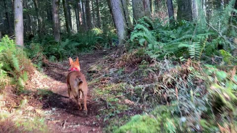 old mac trail patrol 290820398432908