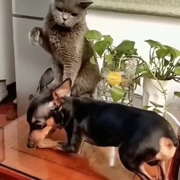 Funniest Dog and Cat Videos You'll Ever See #funny #funnycatanddog