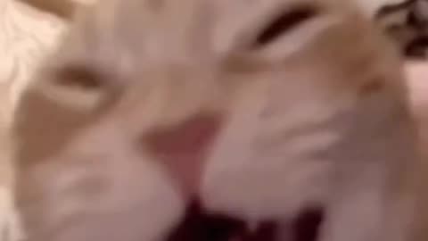 Meme Cat laughing video