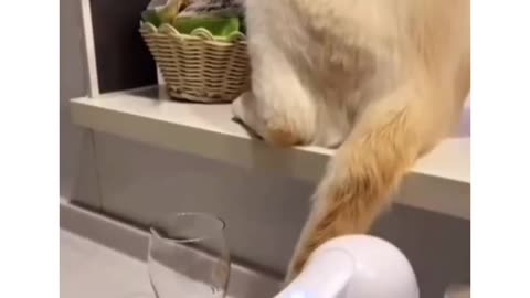 cheeky cats
