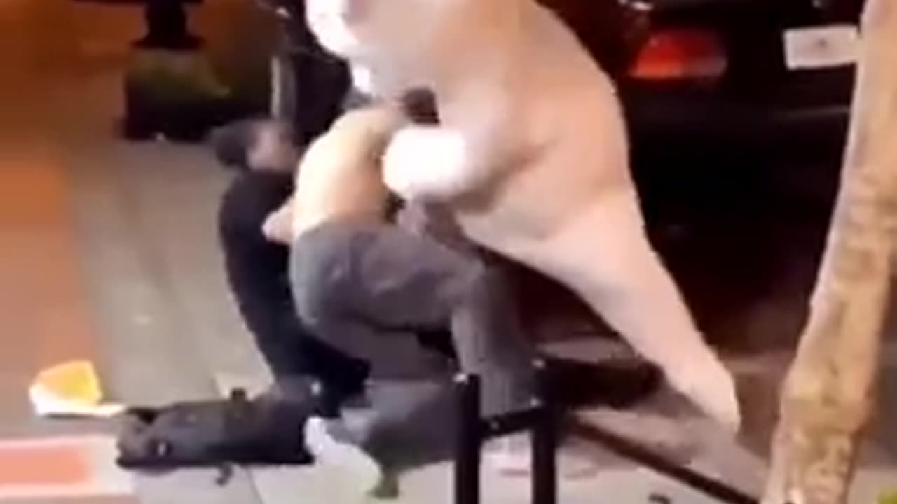 Funny Rabbit