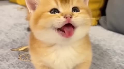 Cute Cat New Video 🤣