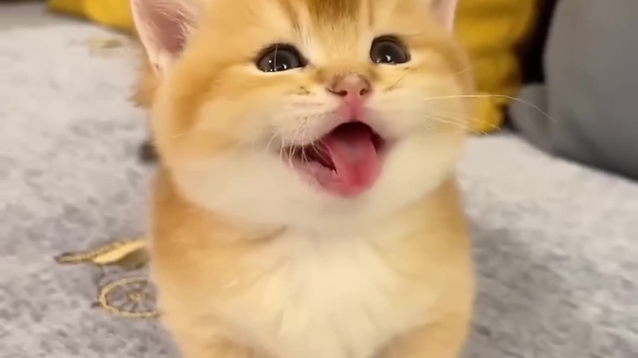 Cute Cat New Video 🤣