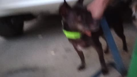 Villanova Paco. Pacos a little more comfy as other doggie has moved away mostly VID_20250514_618
