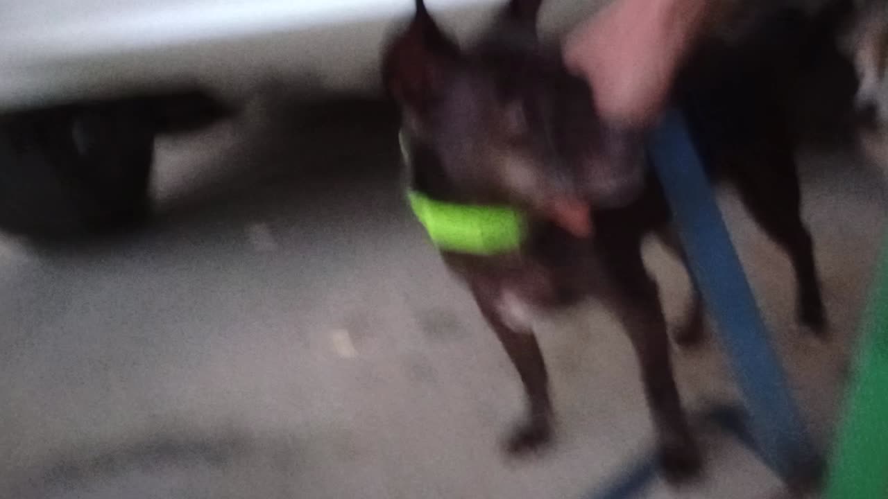 Villanova Paco. Pacos a little more comfy as other doggie has moved away mostly VID_20250514_618