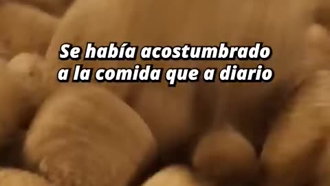 😓 Rogo¡! que no la durmieran¡! 😢😥