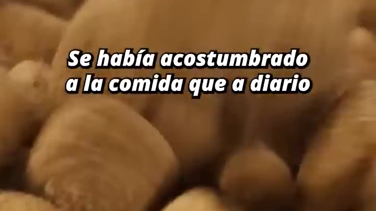 😓 Rogo¡! que no la durmieran¡! 😢😥