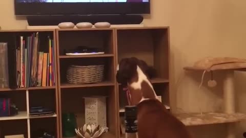 🤣🎬 This Dog Deserves an Oscar for Acting! Watch Now | FunFM