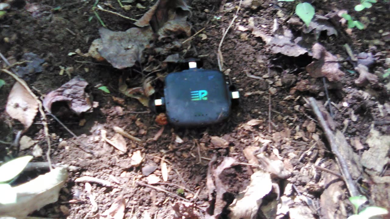 😂 A Quick Laugh XD an IRL Muster treat 🍍😂