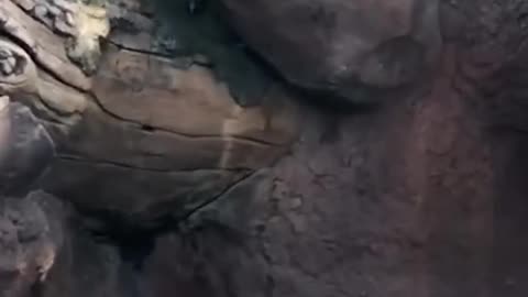 🦦🦋 These Otters Are Having the Time of Their Lives! | FunFM