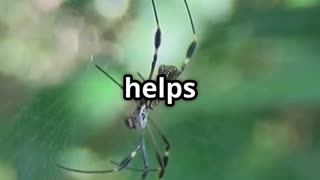 🕷️ Spiders The Gravity Defying Balloonists of the Sky 🕷️