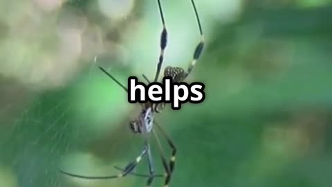 🕷️ Spiders The Gravity Defying Balloonists of the Sky 🕷️