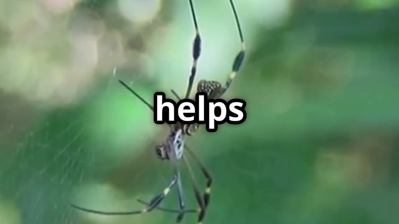 🕷️ Spiders The Gravity Defying Balloonists of the Sky 🕷️