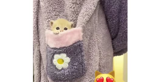 Funny cat videos | cute cats | Try not to laugh | Cat videos Compilation #shorts 🐈