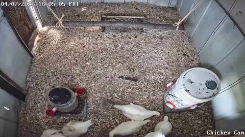 Millar Time Chicken Cam