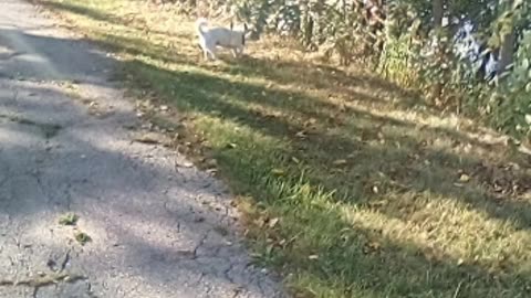 dog