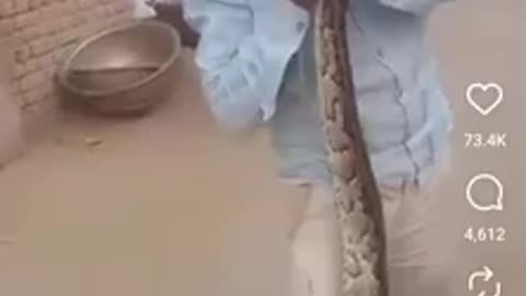 ANIMALS HATE STREETSHITTER RAT PAJEETS - SNAKES TOO Pfffft