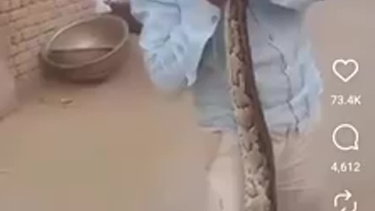 ANIMALS HATE STREETSHITTER RAT PAJEETS - SNAKES TOO Pfffft