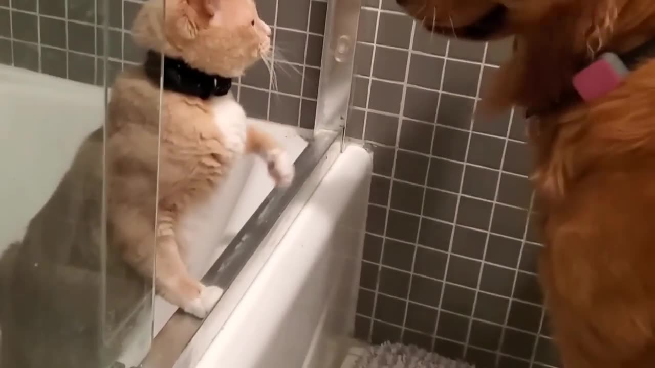 Faça um desejo